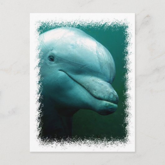 Carte postale Dauphin Bottlenose (Devant)