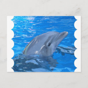 Carte postale Dauphin Bottlenose