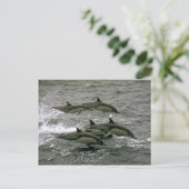 Carte Postale Dauphin commun (Debout devant)