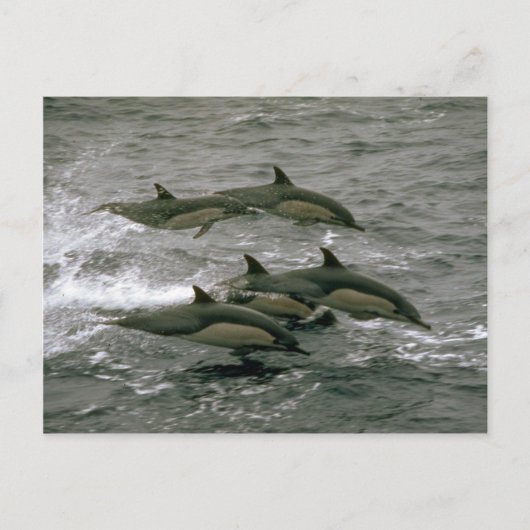 Carte Postale Dauphin commun (Devant)