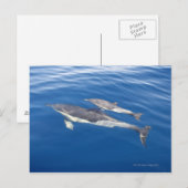 Carte Postale Dauphin commun (Devant / Derrière)