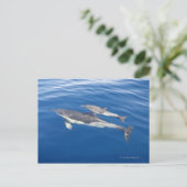 Carte Postale Dauphin commun (Debout devant)