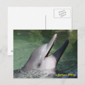 Carte Postale Dauphin de Bottlenose (Devant / Derrière)