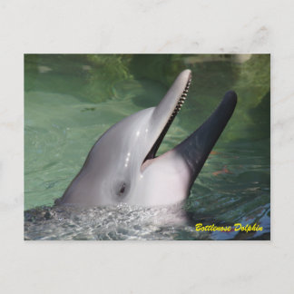 Carte Postale Dauphin de Bottlenose