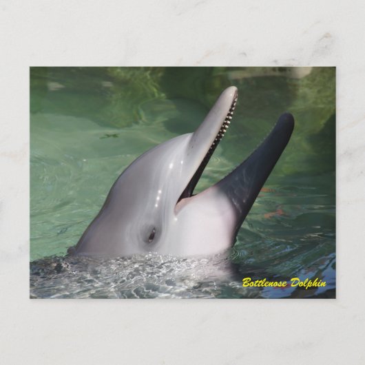 Carte Postale Dauphin de Bottlenose (Devant)