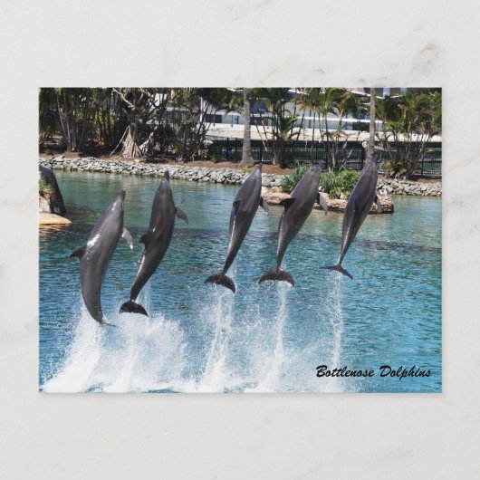 Carte Postale Dauphin de Bottlenose (Devant)