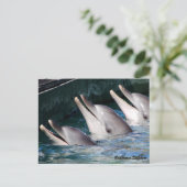 Carte Postale Dauphin de Bottlenose (Debout devant)