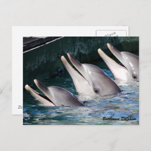 Carte Postale Dauphin de Bottlenose (Devant / Derrière)
