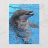 Carte Postale Dauphin de Floride (Devant)