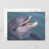 Carte Postale Dauphin des Caraïbes, Dauphin de Bottlenose (Devant / Derrière)