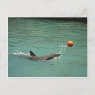 Carte Postale Dauphin jouant au ballon