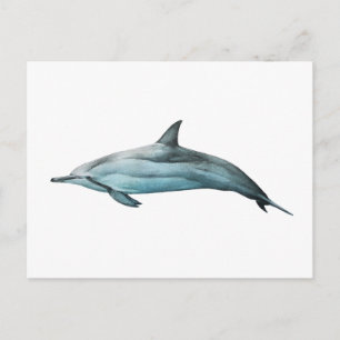 Carte Postale Dauphin longirostre