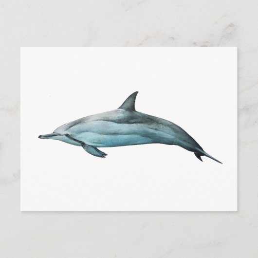 Carte Postale Dauphin longirostre (Devant)