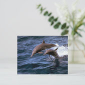 Carte Postale Dauphin renversé (Debout devant)
