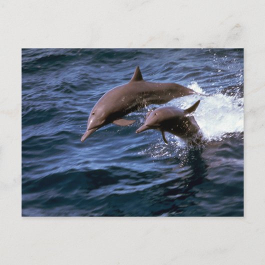 Carte Postale Dauphin renversé (Devant)