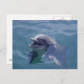 Carte Postale Dauphin souriant (Devant / Derrière)