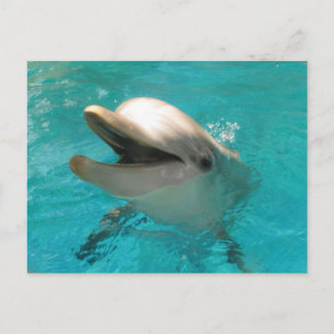 Carte Postale Dauphin souriant