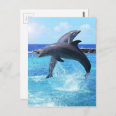 Carte Postale Dauphins (Devant / Derrière)