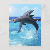 Carte Postale Dauphins (Devant)