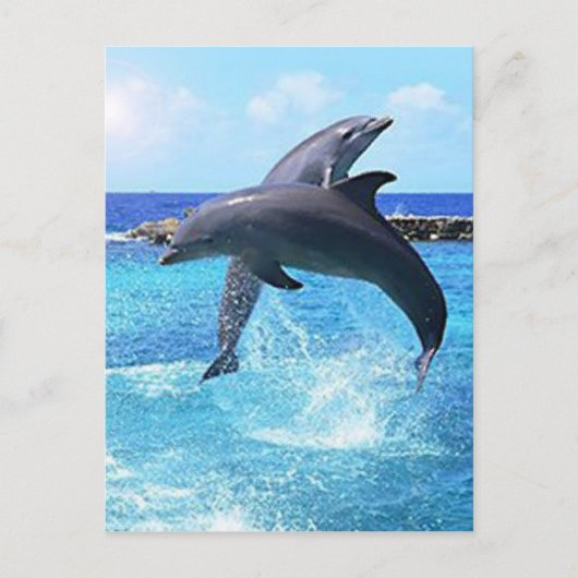 Carte Postale Dauphins (Devant)