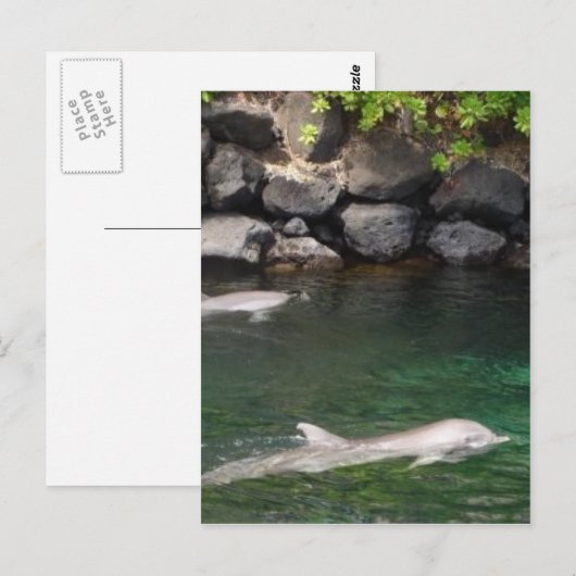 Carte Postale Dauphins (Devant / Derrière)