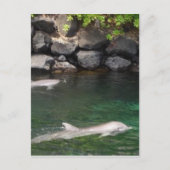 Carte Postale Dauphins (Devant)