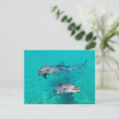 Carte Postale Dauphins (Debout devant)