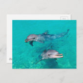 Carte Postale Dauphins (Devant / Derrière)