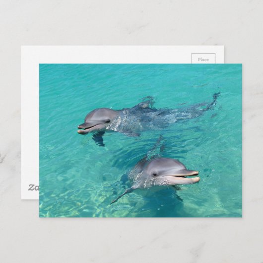 Carte Postale Dauphins (Devant / Derrière)