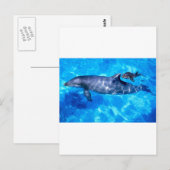 Carte Postale dauphins (Devant / Derrière)