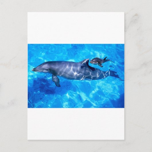 Carte Postale dauphins (Devant)