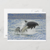 Carte Postale Dauphins (Devant / Derrière)