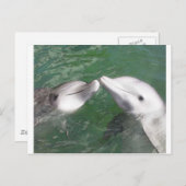 Carte Postale Dauphins (Devant / Derrière)