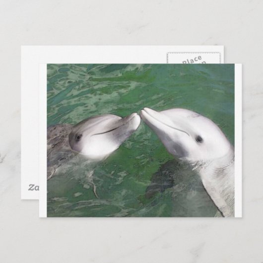 Carte Postale Dauphins (Devant / Derrière)