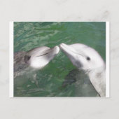 Carte Postale Dauphins (Devant)