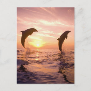 Carte Postale Dauphins à gros nez Tursiops truncatus