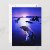 Carte Postale Dauphins de baleines pingouins coucher de soleil s (Devant / Derrière)