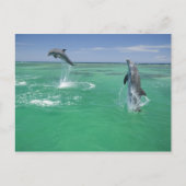Carte Postale Dauphins de verdure Tursiops truncatus (Devant)