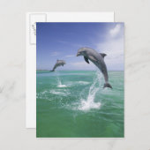 Carte Postale Dauphins de verdure Tursiops truncatus (Devant / Derrière)