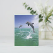 Carte Postale Dauphins de verdure Tursiops truncatus (Debout devant)