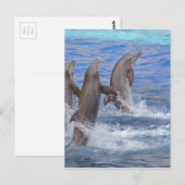 Carte Postale Dauphins debout hors de l'eau (Devant / Derrière)