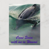 Carte Postale Dauphins d'Hawaï (Devant)