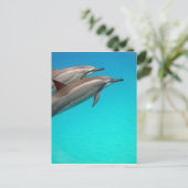 Carte Postale Dauphins d'Hawaii (Debout devant)