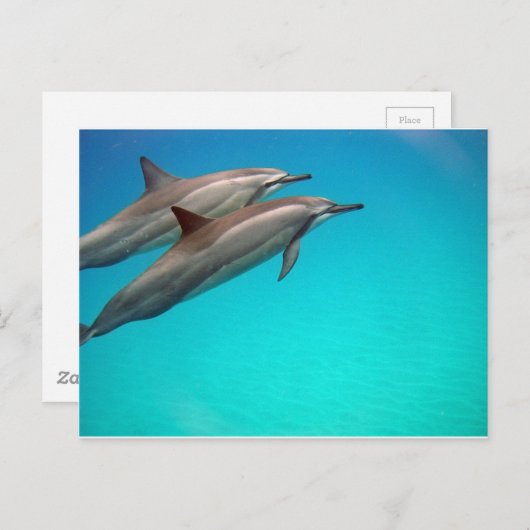 Carte Postale Dauphins d'Hawaii (Devant / Derrière)