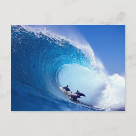 Carte Postale Dauphins du surf (Devant)