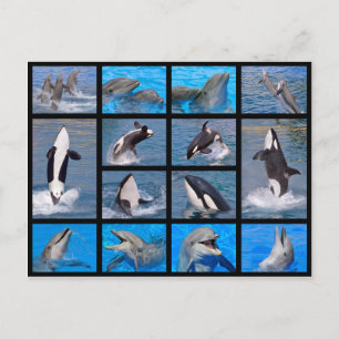 Carte Postale Dauphins et orques