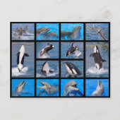 Carte Postale Dauphins et orques (Devant)