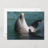 Carte Postale Dauphins relaxants (Devant / Derrière)