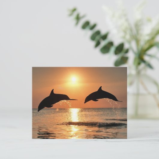Carte Postale Dauphins romantiques (Debout devant)