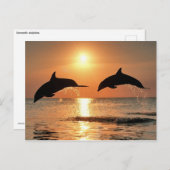 Carte Postale Dauphins romantiques (Devant / Derrière)